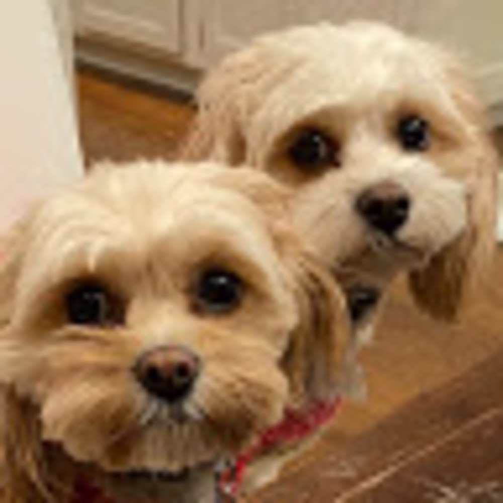 Meet your Posher, Tara